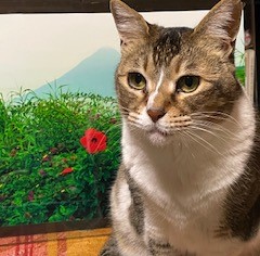 猫2